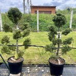 Céder Himalájsky (Cedrus deodara) výška: 120-140 cm, kont. C35L (-23°C) - PON PON